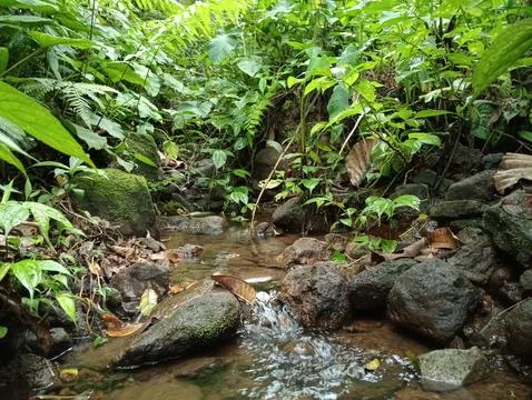 Forest Stream Flowing Calmly Through Green Jungle Stock Photos