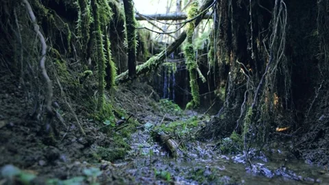 Forest stream flowing in a deep ravine Stock Footage 258841436
