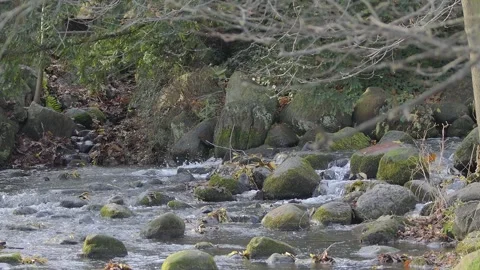 A forest stream flowing down from the mountain Video stock 293472731