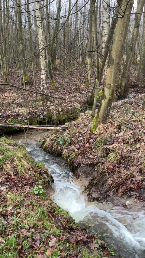 Forest stream flowing into flooded area Stock Footage 305116489