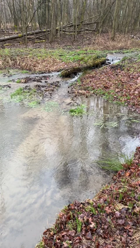 Forest stream flowing into flooded area Stock Footage 305116512