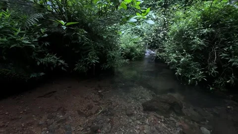 Forest Stream Flowing Gently Over Rocks, Lush Green Jungle, Wide Angle Stock Footage 324769492