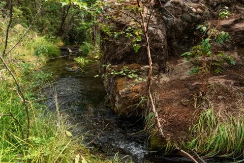 A forest stream flowing in the mountain Altai Foto stock