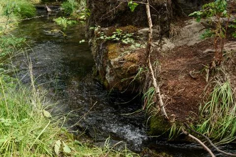 A forest stream flowing in the mountain Altai Stock Photos