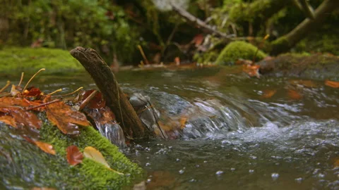 Forest stream flowing over mossy rocks Stock Footage 258937294