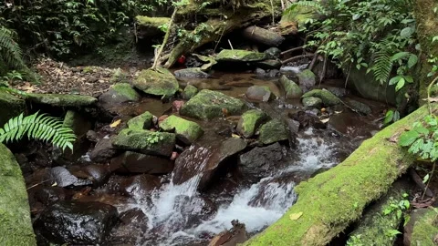 Forest Stream Flowing Over Mossy Rocks, Lush Green Jungle, Static Shot Stock Footage 324851718