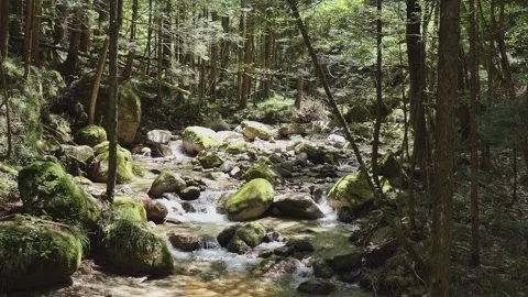 Forest Stream Flowing Over Mossy Rocks Along the Nakasendo Trail in Japan Video stock 329773073