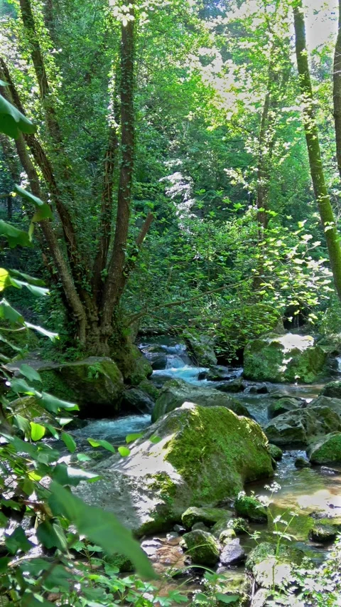 Forest stream flowing over mossy rocks in nature Vídeos de archivo 338384637