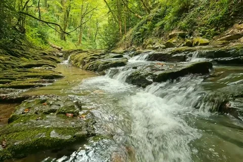 Forest Stream Flowing Over Mossy Rocks - Peaceful Creek In Green Forest Video stock 343793062