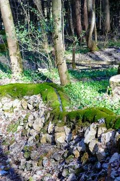 Forest stream flowing over mossy stone wall in spring Stock Photos