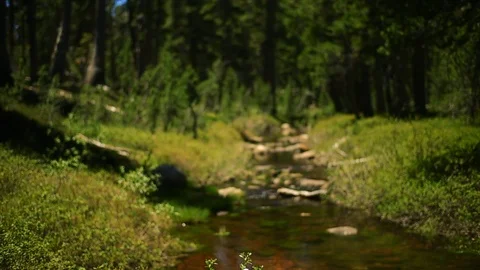 Forest stream flowing over rocks. Stock Footage 88369646