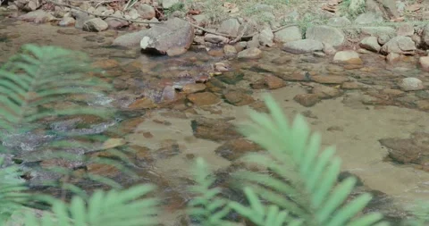 Forest stream flowing over rocks with green ferns 库存影片 331525295