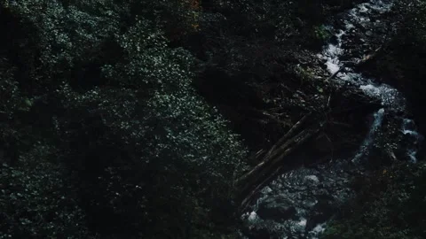Forest stream flowing over rocks through dense green woodland Video stock 347734659