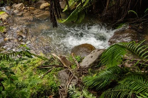 Forest Stream Flowing Over Rocks Ferns 写真素材