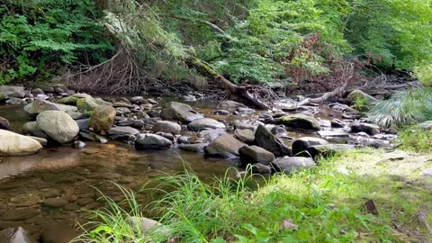Forest Stream Flowing Over Smooth Rocks in Woods Wide Shot Stock Footage 344812030