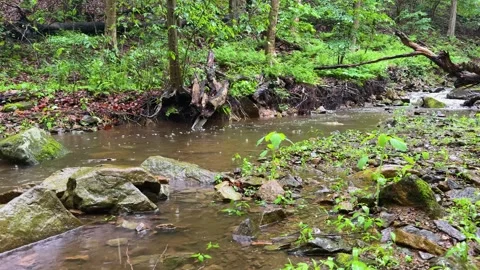 Forest Stream Flowing Past Exposed Tree Roots in New Jersey Stock Footage 340566686