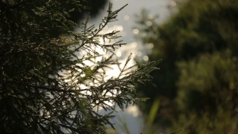 Forest stream flowing though the summer sunlite mysterious and fairytale forest Stock Footage 80069738