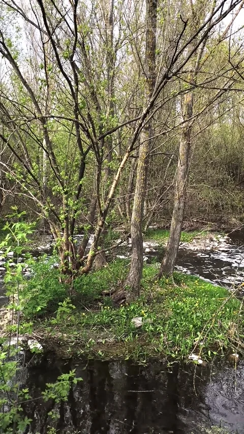 Forest stream flowing through budding trees and fresh spring greenery, Stock Footage 338248398