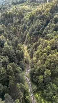 Forest stream flowing through dense green woodland Stock Photos