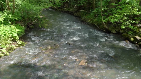 Forest stream flowing through green woodland, relaxing nature video Vídeos de archivo 284380799