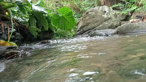 Forest Stream Flowing Through Green Natural Landscape Stock Footage 329787417