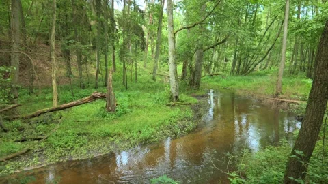Forest Stream Flowing Through Green Woodland Video stock 330028095