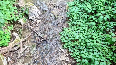 Forest Stream Flowing Through Lush Green Vegetation and Rocks Stock Footage 337528443