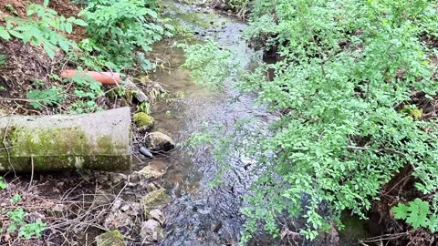 Forest Stream Flowing Through Lush Green Woodland in Summer Nature 動画素材 337863823