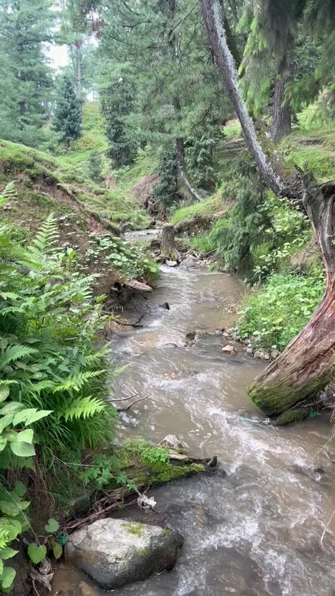 Forest Stream Flowing Through Lush Green Valley in Kashmir Stock Footage 341723278