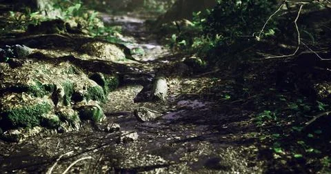Forest stream flowing through lush greenery in a peaceful woodland setting Stock Illustration