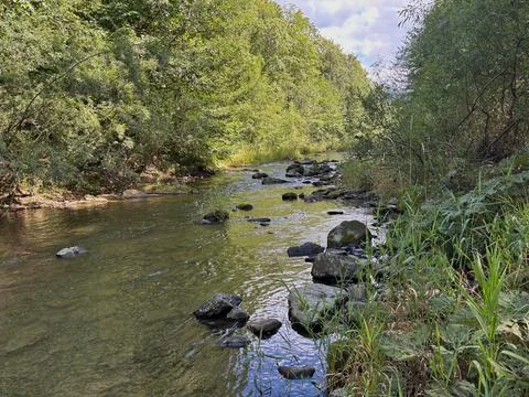 Forest stream flowing through lush green woodland. Stock Photos