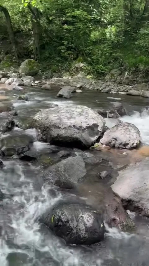 Forest Stream Flowing Through Rocks and Lush Green Trees Stock Footage 339725640