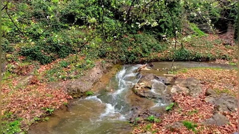 A forest stream flowing through rocky cliffs, surrounded by nature's greenery. Stock Footage 238033538