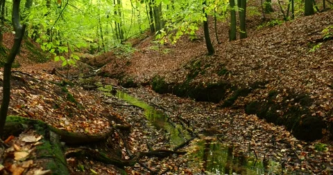 Forest Stream Flowing Through Wkrzańska Forest in Szczecin, Poland Stock Footage 340846445
