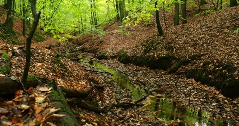 Forest Stream Flowing Through Wkrzańska Forest in Szczecin, Poland Stock Footage 340848202