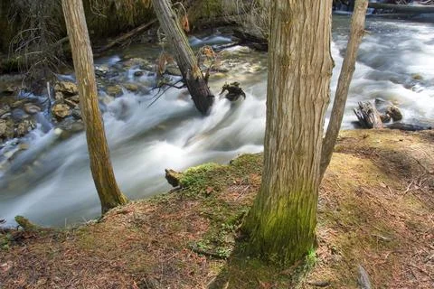 Forest Stream Flowing With Trees Foto stock