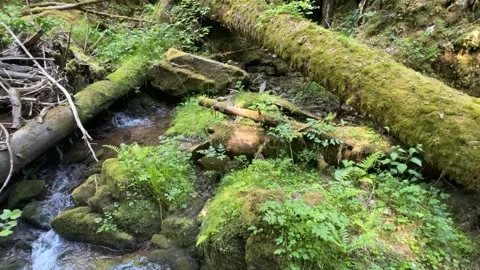 Forest stream with flowing water among mossy rocks in spring nature Stock Footage 337133224