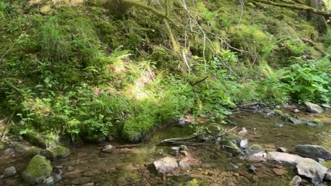 Forest stream with flowing water among mossy rocks in spring nature Stock Footage 337133245