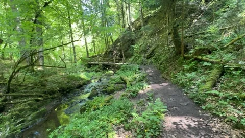 Forest stream with flowing water among mossy rocks in spring nature Stock Footage 337133313