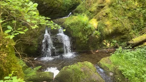 Forest stream with flowing water among mossy rocks in spring nature Stock Footage 337133342