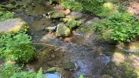 Forest stream with flowing water among mossy rocks in spring nature Stock Footage 337133388