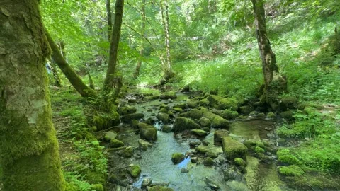 Forest stream with flowing water among mossy rocks in spring nature Stock Footage 337133468