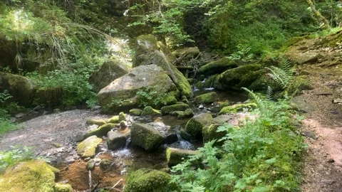 Forest stream with flowing water among mossy rocks in spring nature Stock Footage 337133572