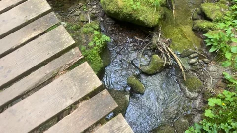 Forest stream with flowing water among mossy rocks in spring nature Stock Footage 337133607