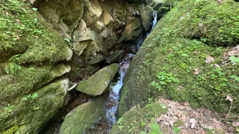 Forest stream with flowing water among mossy rocks in spring nature Stock Footage 337133611
