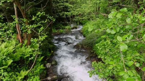 Forest stream flowing in wide shot through dense green vegetation Stock Footage 338426466