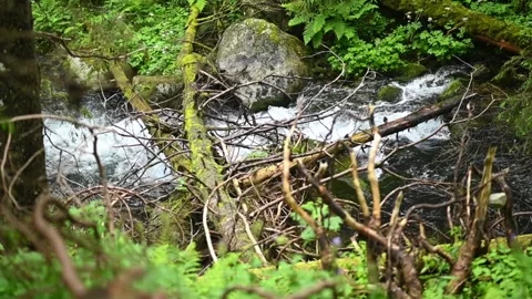 Forest stream flows among green trees and branches. Water movement emphasizes Stock Footage 318145705