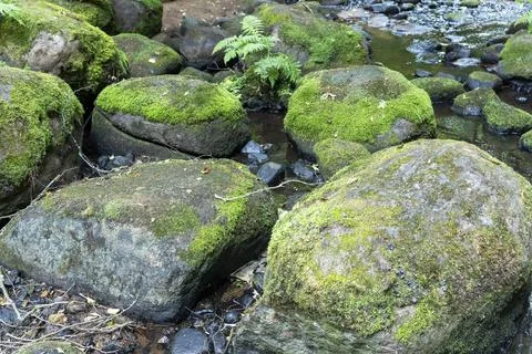 A forest stream flows among old mossy stones in a nature park. Stock Photos