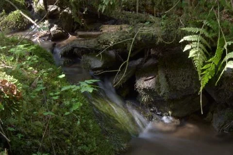 The forest stream flows between mossy stones. Long exposure. Stock Photos