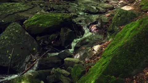 A forest stream flows between stones 스톡 동영상 275572921